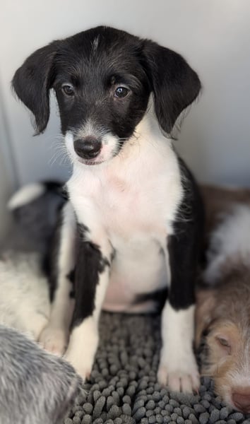 Mutige Nala sucht das Abenteuer mit dir