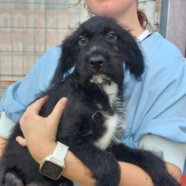 Bjork- eine schwarze Wuschelmaus mit dem Schalk im Nacken