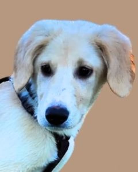 Neve - Drei Nüsse für Aschenbrödel