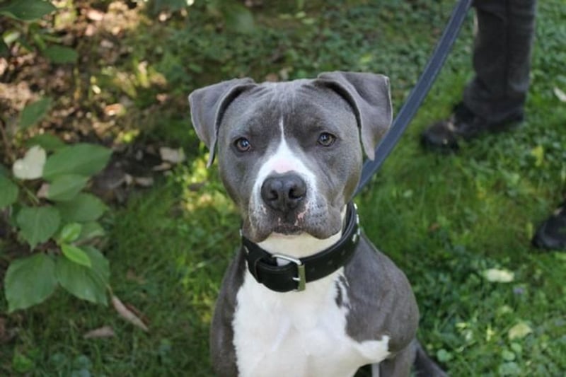 Bruno, Staffordshire Terrier, geb. 2023, junger, sportlicher Rüde sucht Zuhause