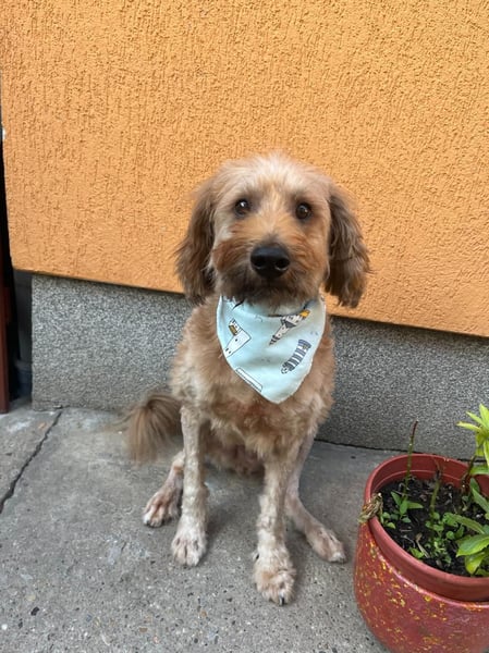 Herzenshund Samson sucht ein liebevolles Zuhause