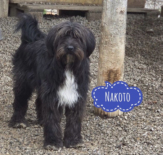 Nakoto möchte das Tierheim verlassen