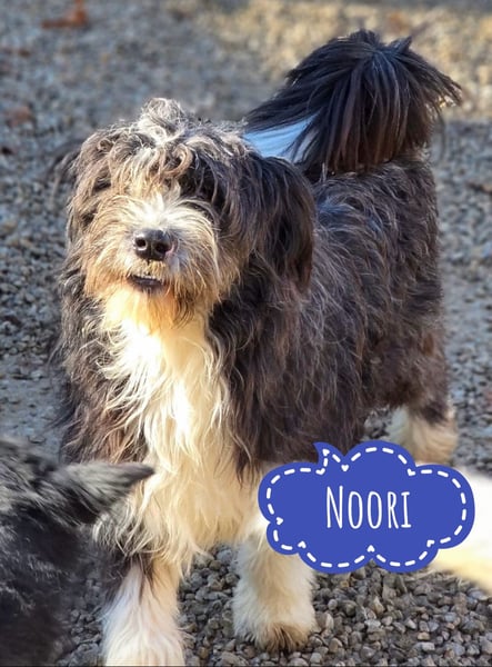 Noori sehnt sich nach einer Familie