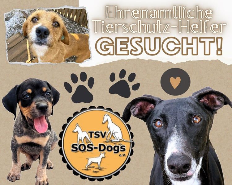 Tierschutzverein SOS-Dogs e.V. sucht ehrenamtliche Mithelfer/innen und Pflegestellen!