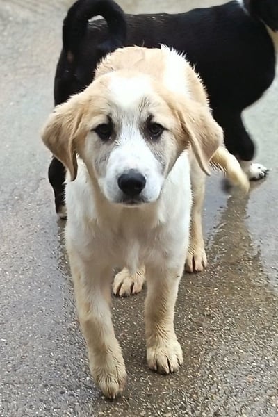 Schätzchen ♥ JOKO ♥ Herdi-Welpen-Mix