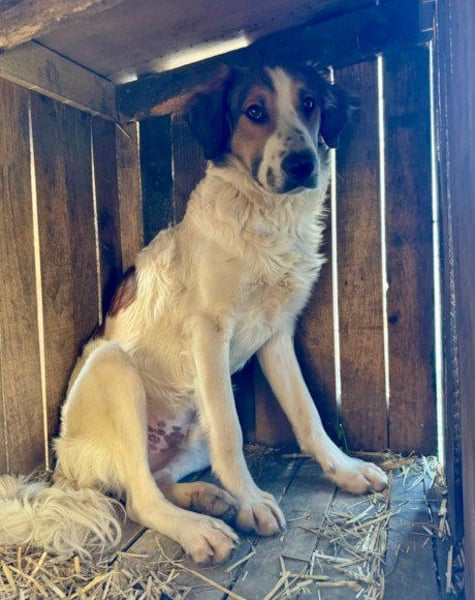 Tornjak-Mix-Jungrüde ♥Amon♥ braucht Liebe, Verständnis und Erfahrung
