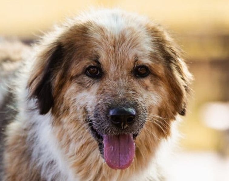 Pipi ❤️ loyale, verschmuste Hundedame!