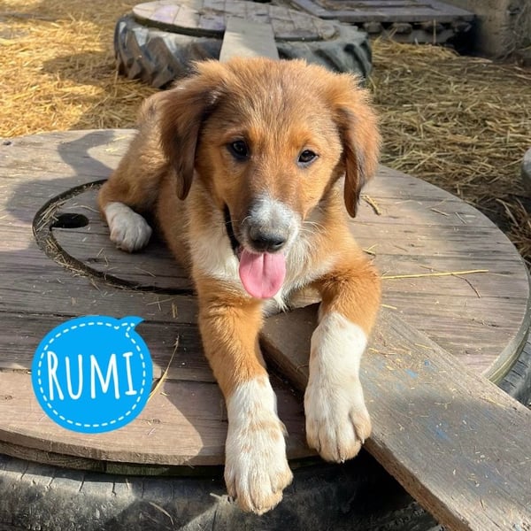 Rumi ein kleiner großer Schatz