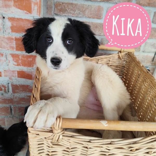 Kika ein kleines Schäfchen