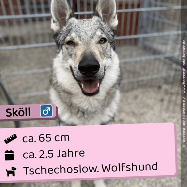 Sköll