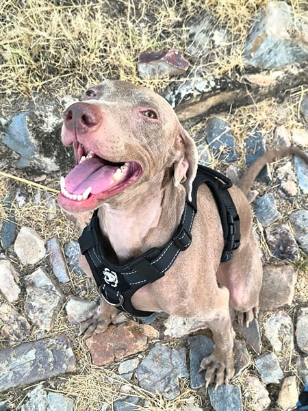 Vaiana – eine sanfte Weimaraner-Hündin