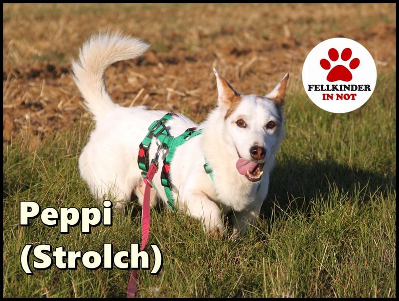 Corgi Mischlings-Rüde Peppi (Strolch) sucht sein Glück