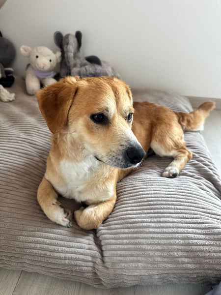 Rapli-SI – auf der Suche nach seinem Herzensmenschen