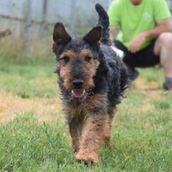 Tequila - ein verspielter und aktiver Terrierjunge