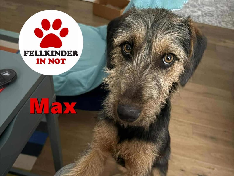 junger Terrier Mischlings-Rüde Max sucht ein Zuhause, Junghund