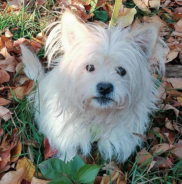❤️kleiner Tanzbär FLOH - 11 Jahre, 30cm - White West Highland Terrier-Mix
