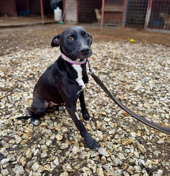 IVY ca. 18 mon. sanftmütiges Wippet-Mischlingsmädchen sucht