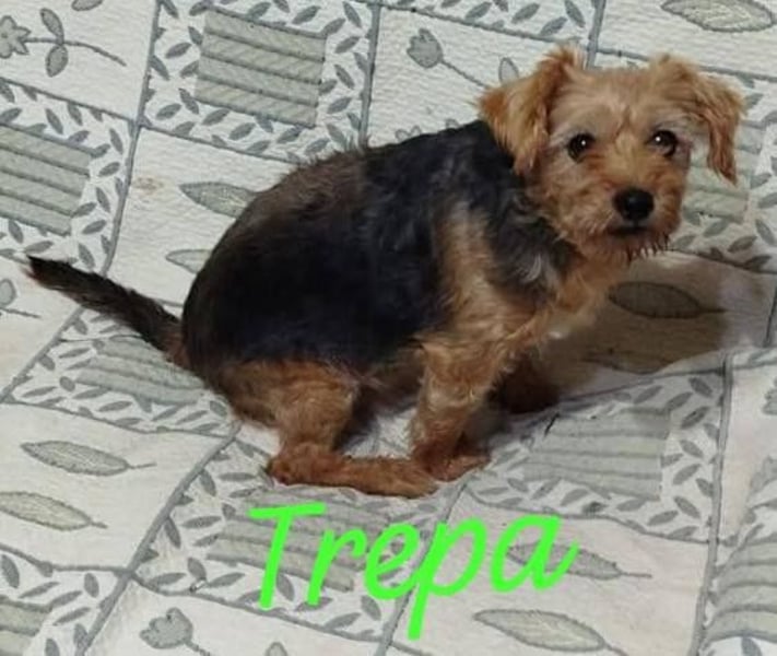 ❤️ TREPA ❤️