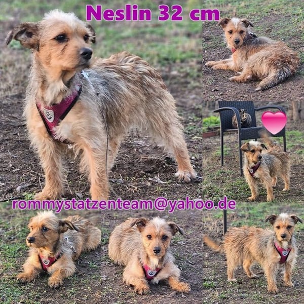 Neslin versucht alles richtig zu machen