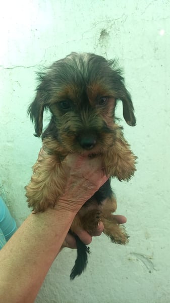 Füles, süßes Yorkshire Terrier Mix Welpen Mädchen geb. 2025