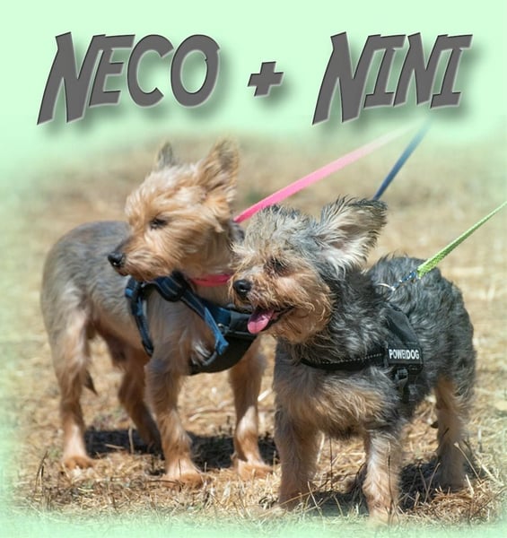 Nini und Neco - die Unzertrennlichen