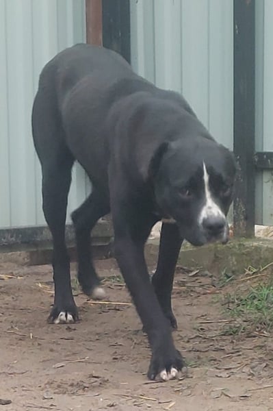 Graf Poldi wartet auf sein Happy End