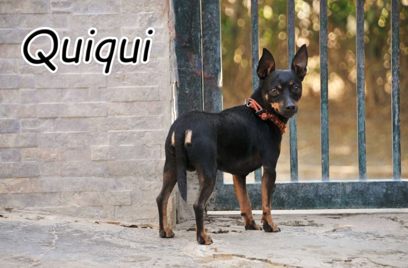 Darf Quiqui direkt wieder in ein weichen Körbchen ziehen?