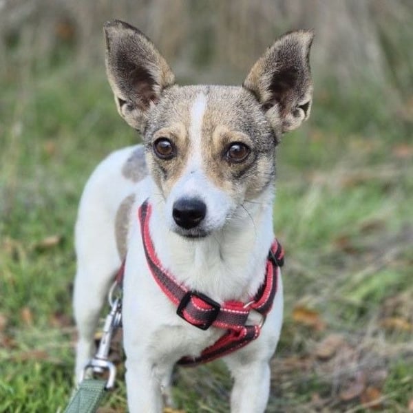 Zarte Lori sucht ihre Menschen