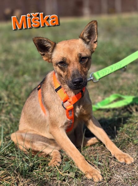 Miska - kleines Pinscher Mischlingsmädchen sucht ein Zuhause
