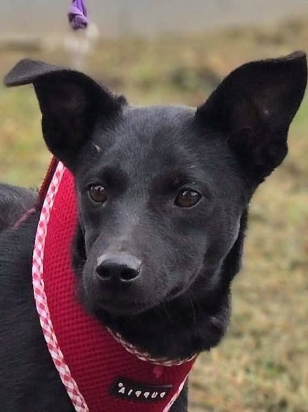 Snjeska, aufgewecktes Hundemädchen zur Pflege in 58640 Iserlohn