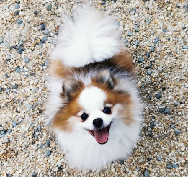Cosmo, Zwergspitz- Pomeranian, geb. 2016, freundlicher Mini Hundemann sucht Zuhause